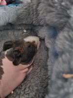 Skinny pig Rodents for sale in Chicago, IL, USA. price: NA