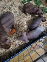 Skinny pig Rodents for sale in Wheatland, WY 82201, USA. price: NA