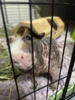 Skinny pig Rodents for sale in 9115 Japonica Ct, Austin, TX 78748, USA. price: $50