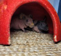 Skinny pig Rodents for sale in Palmerton, PA, USA. price: $200