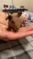 Skinny pig Rodents for sale in Lawton, Oklahoma. price: $150