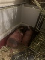 Skinny pig Rodents for sale in Columbus, MS, USA. price: NA