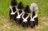 Skunk Animals for sale in Atlanta, GA, USA. price: NA