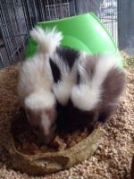 Skunk Animals for sale in Raleigh, NC, USA. price: NA