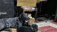 Skye Terrier Puppies Photos