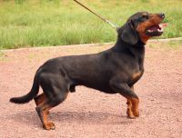 slovakian hound dog