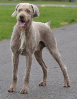 slovakian rough haired pointer dog