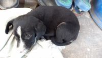Smooth Collie Puppies for sale in Madinaguda, Deepthisri Nagar, Miyapur, Telangana 500050, India. price: NA