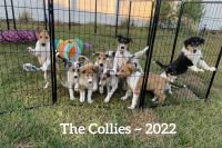Smooth Collie Puppies for sale in Navarre, FL 32566, USA. price: NA