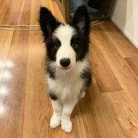 Smooth Collie Puppies for sale in Lynchburg, VA, USA. price: $800