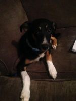 Smooth Collie Puppies for sale in Downey, CA, USA. price: NA