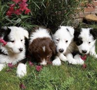Smooth Collie Puppies for sale in Indianapolis, IN, USA. price: NA
