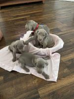 Smooth Haired Weimaraner Puppies for sale in 7920 E Orchard Rd, Acampo, CA 95220, USA. price: NA