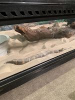 Snake Reptiles for sale in Thousand Oaks, CA, USA. price: NA