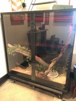 Snake Reptiles for sale in Thousand Oaks, CA, USA. price: NA