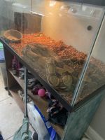 Snake Reptiles for sale in GRANT VLKRIA, FL 32909, USA. price: NA