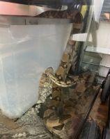Snake Reptiles for sale in Bristol, PA 19007, USA. price: NA