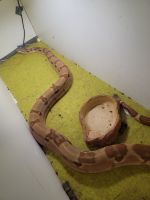 Snake Reptiles for sale in Rome, GA, USA. price: NA