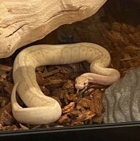 Snake Reptiles for sale in City of Industry, CA, USA. price: $700