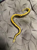 Snake Reptiles for sale in Live Oak, FL, USA. price: $75