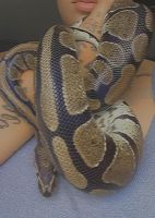 Snake Reptiles for sale in Ruther Glen, VA 22546, USA. price: $200