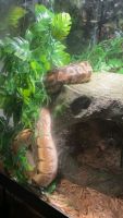 Snake Reptiles for sale in Walterboro, South Carolina. price: $300