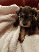 Snorkie Puppies for sale in Jefferson, TX 75657, USA. price: NA