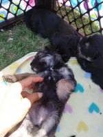 Snorkie Puppies Photos
