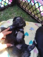 Snorkie Puppies Photos