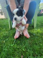 Snorkie Puppies for sale in 1836 Metzerott Rd, Adelphi, MD 20783, USA. price: NA