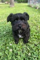 Snorkie Puppies for sale in Hemphill, TX 75948, USA. price: NA