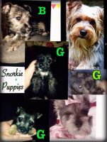 Snorkie Puppies for sale in Raleigh, NC, USA. price: NA