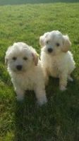 Snorkie Puppies for sale in Lancaster, CA, USA. price: NA