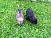Snorkie Puppies for sale in El Paso, TX 79902, USA. price: NA