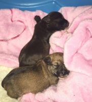 Snorkie Puppies for sale in College Station, TX, USA. price: NA
