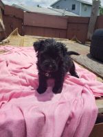 Snorkie Puppies for sale in Diana, TX 75640, USA. price: NA