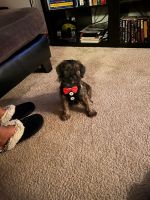 Snorkie Puppies for sale in Parkville, MD, USA. price: NA