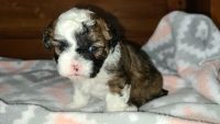 Snorkie Puppies for sale in Morganton, NC 28655, USA. price: NA
