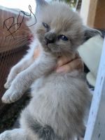 Snowshoe Cats for sale in Los Angeles, CA, USA. price: NA
