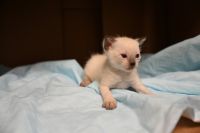 Snowshoe Cats for sale in El Paso, TX, USA. price: NA