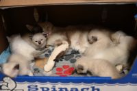 Snowshoe Cats for sale in El Paso, TX, USA. price: NA
