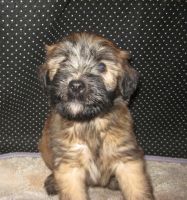 Soft-Coated Wheaten Terrier Puppies for sale in Harrison, SD 57344, USA. price: NA
