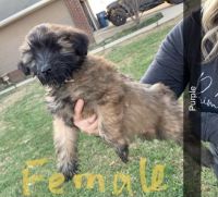 Soft-Coated Wheaten Terrier Puppies for sale in Gravette, AR 72736, USA. price: NA