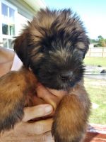 Soft-Coated Wheaten Terrier Puppies for sale in 147 Meredith Ln, Fuquay-Varina, NC 27526, USA. price: NA