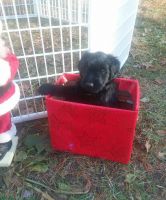 Soft-Coated Wheaten Terrier Puppies for sale in Baltic, Sprague, CT 06330, USA. price: NA