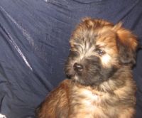 Soft-Coated Wheaten Terrier Puppies for sale in Harrison, SD 57344, USA. price: NA