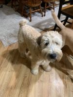 Soft-Coated Wheaten Terrier Puppies for sale in West Bend, WI 53090, USA. price: NA