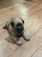 Soft-Coated Wheaten Terrier Puppies for sale in Chino, CA, USA. price: NA
