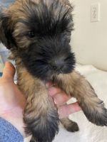 Soft-Coated Wheaten Terrier Puppies for sale in Mt Vernon, OH 43050, USA. price: NA