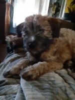 Soft-Coated Wheaten Terrier Puppies for sale in Crawfordsville, IN 47933, USA. price: NA